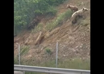 Τρεις αρκούδες δίπλα στην Εγνατία κοντά στον Βενέτικο (Βίντεο)