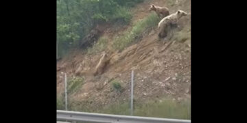 Τρεις αρκούδες δίπλα στην Εγνατία κοντά στον Βενέτικο (Βίντεο)