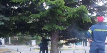 Κοζάνη: Σώθηκε γατάκι που είχε εγκλωβιστεί στην κορυφή δέντρου – Συγκινητική κινητοποίηση πολιτών και Πυροσβεστικής