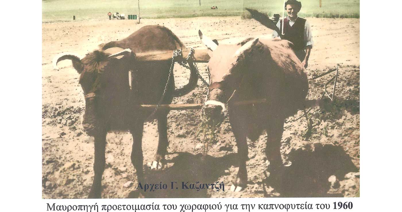 Σκηνογραφία της Γεωργοκτηνοτροφικής Εορδαίας το 1960 – Από τη στήλη του Γ. Καζαντζή στον ΠΑΛΜΟ
