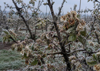 Αποζημιώσεις ζητούν οι αγρότες της Δυτικής Μακεδονίας για τις ζημιές από τον παγετό