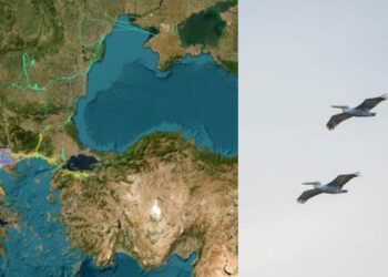 “Follow the Pelican”: Η νέα εφαρμογή της Εταιρίας Προστασίας Πρεσπών που “ακολουθεί” τους αργυροπελεκάνους
