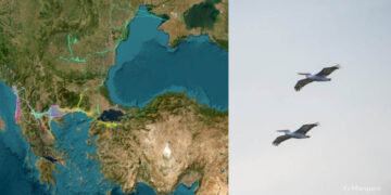 “Follow the Pelican”: Η νέα εφαρμογή της Εταιρίας Προστασίας Πρεσπών που “ακολουθεί” τους αργυροπελεκάνους