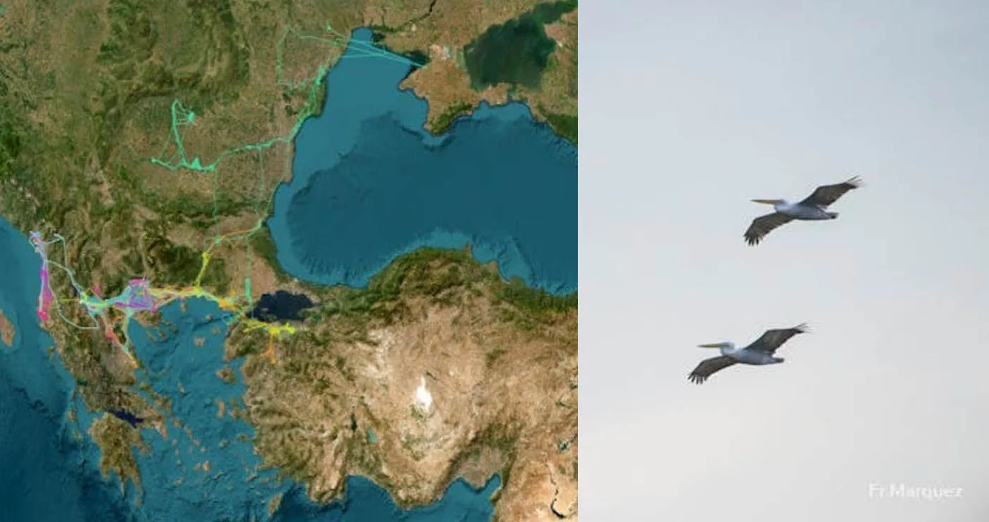 “Follow the Pelican”: Η νέα εφαρμογή της Εταιρίας Προστασίας Πρεσπών που “ακολουθεί” τους αργυροπελεκάνους