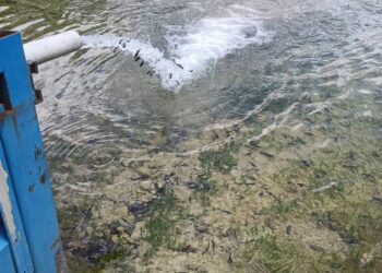 Καστοριά: Εμπλουτίστηκαν με 150.000 πέστροφες τα λιμνοφράγματα Βράχου και Γέρμα