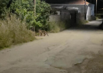 Μικρό αλεπουδάκι εμφανίστηκε μέσα στην πόλη της Πτολεμαΐδας (ρεπορτάζ της Κούλας Πουλασιχίδου)