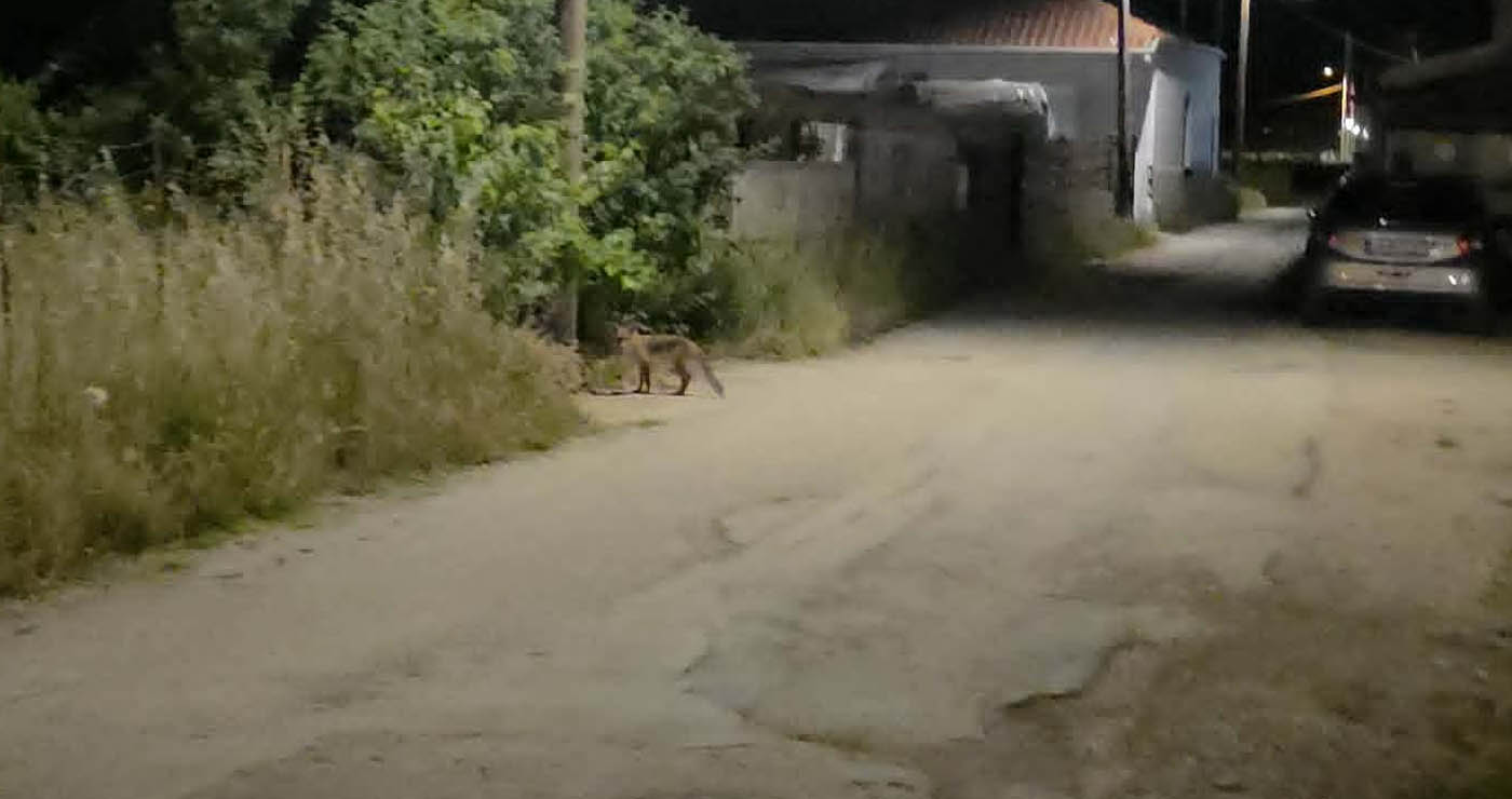 Μικρό αλεπουδάκι εμφανίστηκε μέσα στην πόλη της Πτολεμαΐδας (ρεπορτάζ της Κούλας Πουλασιχίδου)