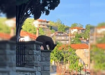 Απρόσμενος επισκέπτης στα Γρεβενά: Ένα αξιολάτρευτο αρκουδάκι έκοβε βόλτες στις αυλές των σπιτιών (Bίντεο)