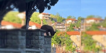 Απρόσμενος επισκέπτης στα Γρεβενά: Ένα αξιολάτρευτο αρκουδάκι έκοβε βόλτες στις αυλές των σπιτιών (Bίντεο)