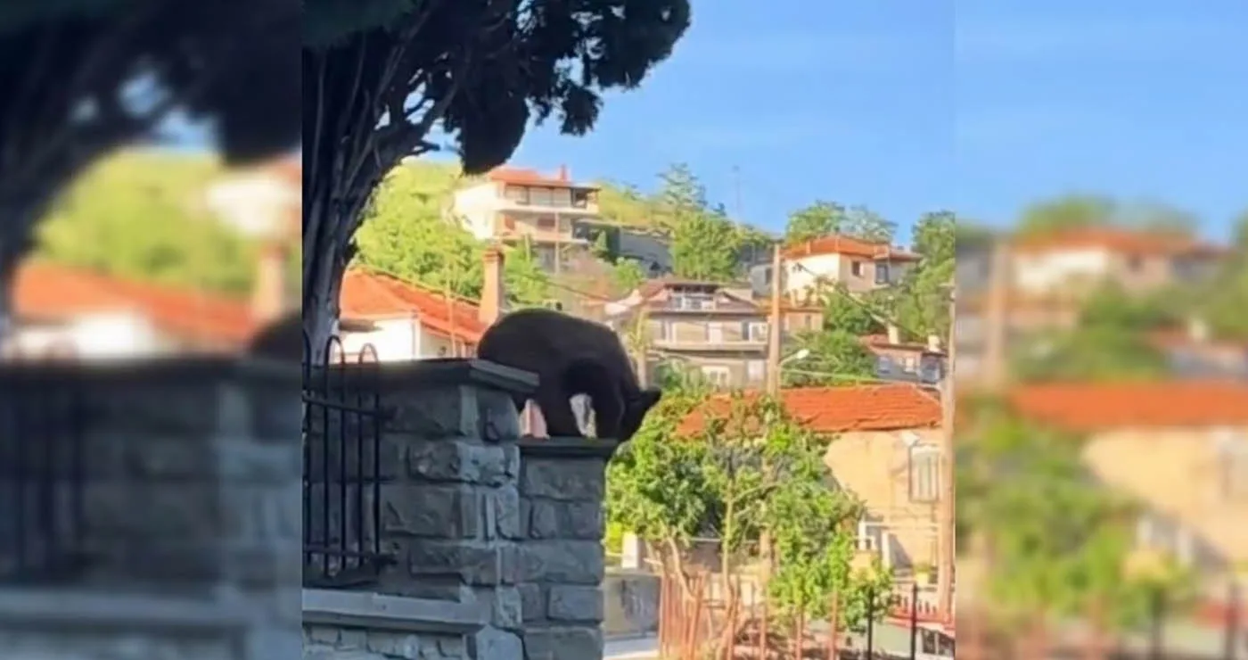 Απρόσμενος επισκέπτης στα Γρεβενά: Ένα αξιολάτρευτο αρκουδάκι έκοβε βόλτες στις αυλές των σπιτιών (Bίντεο)