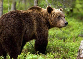 Εμφάνιση αρκούδας και στην Ολυμπιάδα – Πολύ προσεκτικοί οι πολίτες απόγευμα και βράδυ – Η ανακοίνωση του Προέδρου