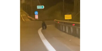 Αρκούδα έκανε τη βόλτα της στην Εγνατία Οδό στα Γρεβενά (Βίντεο)