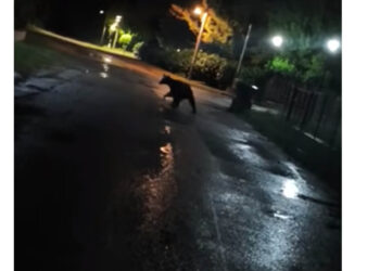 “Ξαναχτύπησε” η αρκούδα της Ολυμπιάδας (Βίντεο)