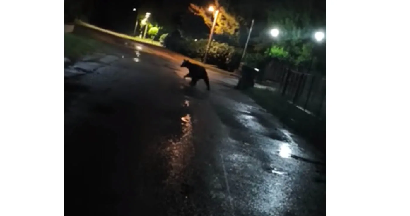 “Ξαναχτύπησε” η αρκούδα της Ολυμπιάδας (Βίντεο)