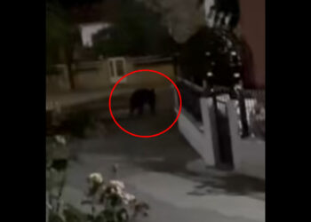 Ανησυχία στη Γαλάτεια Εορδαίας μετά από νέα εμφάνιση αρκούδας το βράδυ (Βίντεο)
