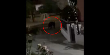Ανησυχία στη Γαλάτεια Εορδαίας μετά από νέα εμφάνιση αρκούδας το βράδυ (Βίντεο)
