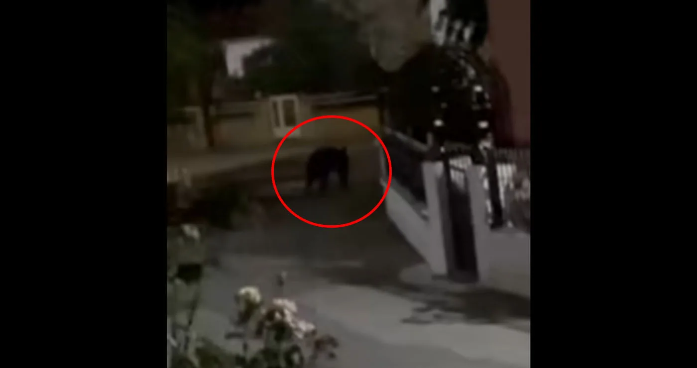 Ανησυχία στη Γαλάτεια Εορδαίας μετά από νέα εμφάνιση αρκούδας το βράδυ (Βίντεο)
