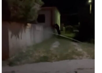 Φοβερό βίντεο από την αρκούδα της Ολυμπιάδας – Δείτε τη να σκαρφαλώνει σε τοίχο
