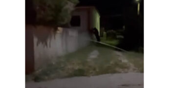 Φοβερό βίντεο από την αρκούδα της Ολυμπιάδας – Δείτε τη να σκαρφαλώνει σε τοίχο