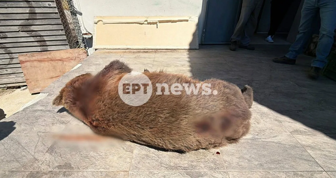 Συναγερμός στη Δυτική Μακεδονία: 3 νεκρές αρκούδες σε ένα 24ωρο, 2 από πυροβολισμούς και 1 από φόλα (βίντεο)