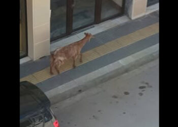 Πτολεμαΐδα: Κατσίκα έκανε… βόλτα στους δρόμους της πόλης (Βίντεο)
