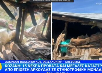 15 νεκρά πρόβατα και μεγάλες καταστροφές από επίθεση αρκούδας σε κτηνοτροφική μονάδα στο Λιβαδερό