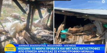 15 νεκρά πρόβατα και μεγάλες καταστροφές από επίθεση αρκούδας σε κτηνοτροφική μονάδα στο Λιβαδερό