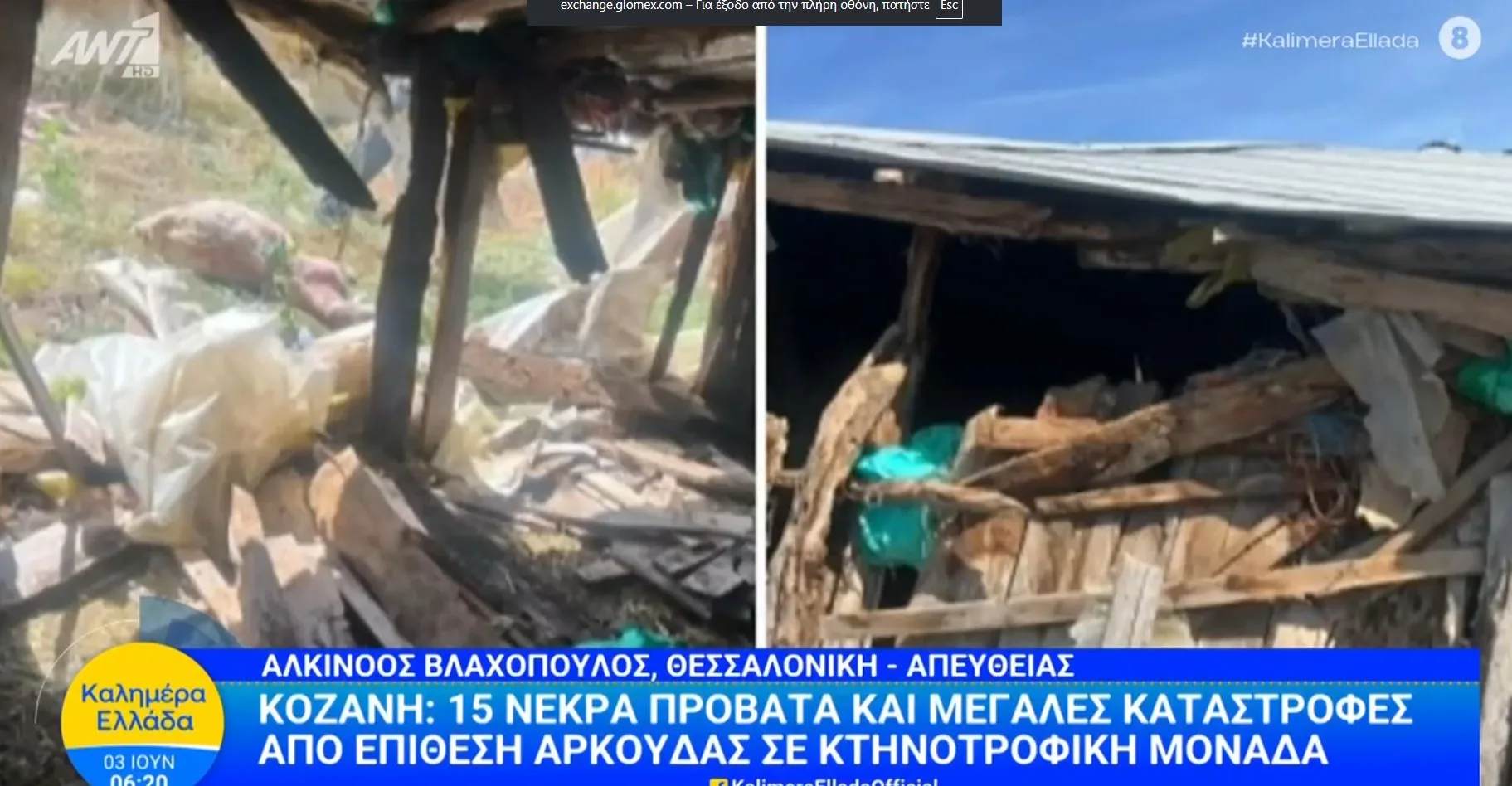 15 νεκρά πρόβατα και μεγάλες καταστροφές από επίθεση αρκούδας σε κτηνοτροφική μονάδα στο Λιβαδερό