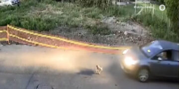 Φρίκη στην Ηλεία: Οδηγός περνά πάνω από αδέσποτο σκυλί με το αμάξι του – Προσοχή, σκληρές εικόνες