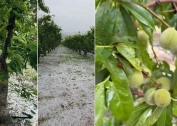 Χτύπησε το χαλάζι το Αμύνταιο: Ζημιές σε αμπέλια, κεράσια και ροδάκινα – Κατέστρεψε καλλιέργειες σε Βεγόρα, Αντίγονο και Μανιάκι (φωτο-video)