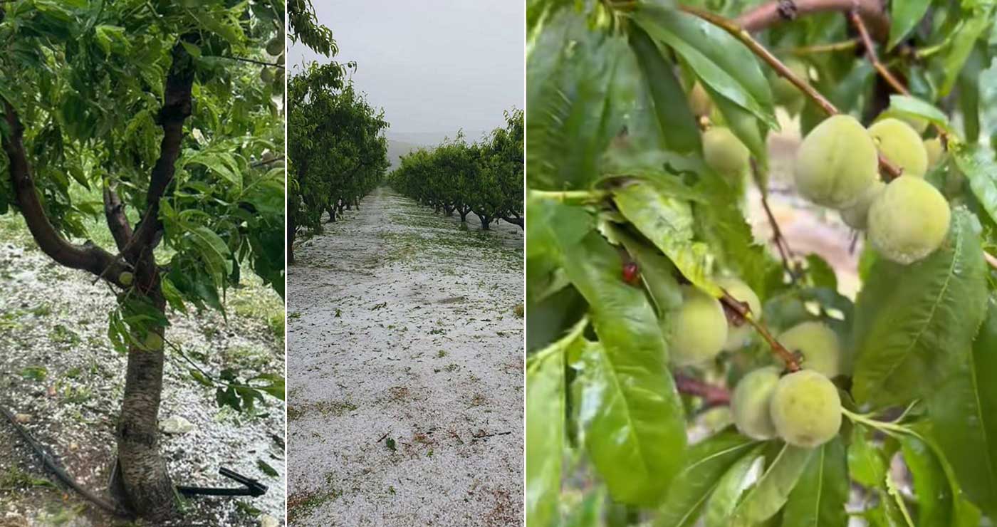Χτύπησε το χαλάζι το Αμύνταιο: Ζημιές σε αμπέλια, κεράσια και ροδάκινα – Κατέστρεψε καλλιέργειες σε Βεγόρα, Αντίγονο και Μανιάκι (φωτο-video)