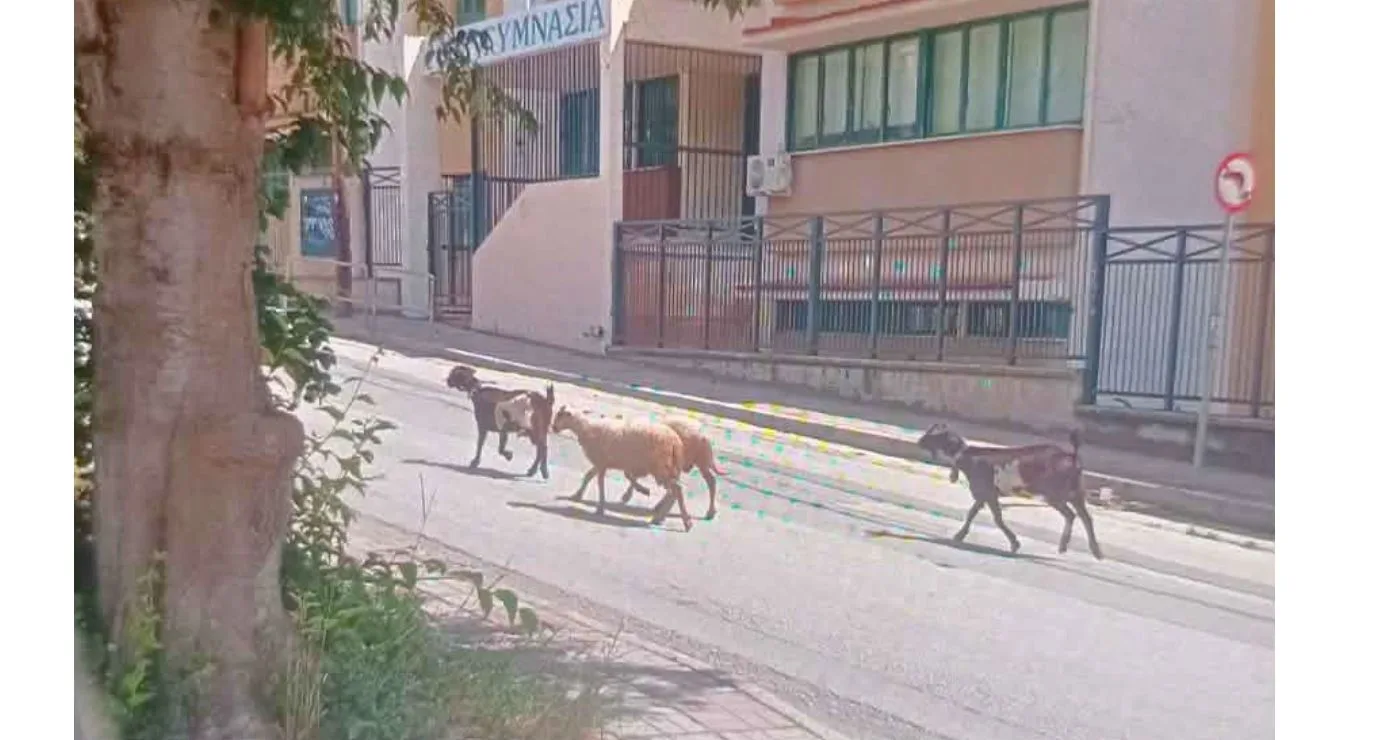 Κοζάνη: Μικρό κοπάδι κατσικιών ‘έκανε τη βόλτα του’ σε κεντρικό δρόμο της πόλης