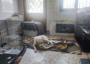 Ψάχνει ανάδοχο για το πρόγραμμα διαχείρισης ζώων συντροφιάς ο Δήμος Κοζάνης- Στις 193.000€ ο προϋπολογισμός