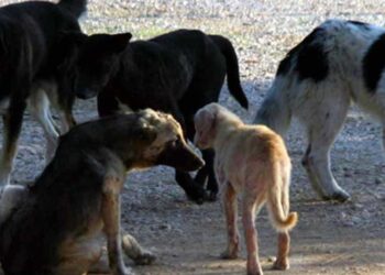 Πτολεμαΐδα: Περιστατικό με επίθεση αδέσποτων σκύλων σε οικογένεια με πέντε μικρά παιδιά – Ευτυχώς αποφεύχθηκαν τα χειρότερα