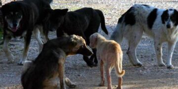 Πτολεμαΐδα: Περιστατικό με επίθεση αδέσποτων σκύλων σε οικογένεια με πέντε μικρά παιδιά – Ευτυχώς αποφεύχθηκαν τα χειρότερα