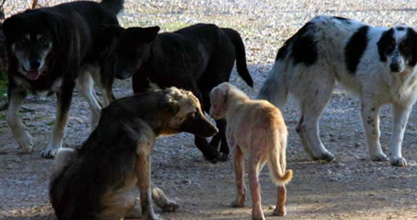 Πτολεμαΐδα: Περιστατικό με επίθεση αδέσποτων σκύλων σε οικογένεια με πέντε μικρά παιδιά – Ευτυχώς αποφεύχθηκαν τα χειρότερα