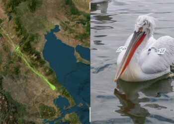 Ταξίδι χιλιομέτρων για τον αργυροπελεκάνο Vasilis – Από την Κάρλα στην Πρέσπα μέσω Πολυφύτου