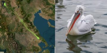 Ταξίδι χιλιομέτρων για τον αργυροπελεκάνο Vasilis – Από την Κάρλα στην Πρέσπα μέσω Πολυφύτου