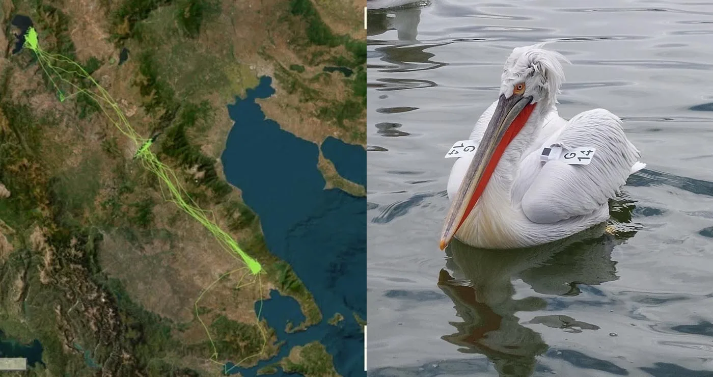 Ταξίδι χιλιομέτρων για τον αργυροπελεκάνο Vasilis – Από την Κάρλα στην Πρέσπα μέσω Πολυφύτου