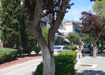 «Ανάσα» πρασίνου στην Πτολεμαΐδα: 116 νέα δέντρα – Απομακρύνονται 68 ακατάλληλα από πεζοδρόμια