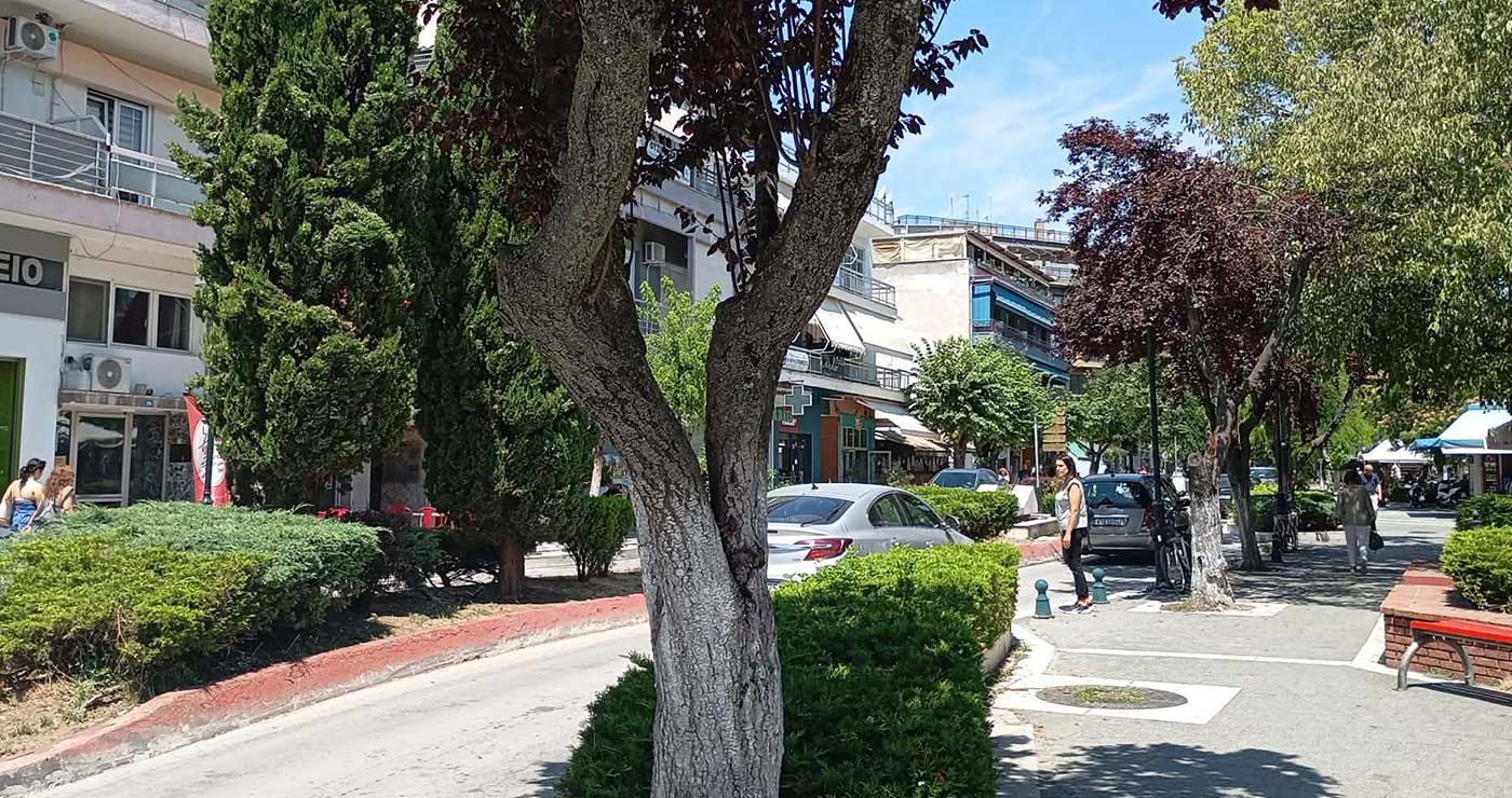 «Ανάσα» πρασίνου στην Πτολεμαΐδα: 116 νέα δέντρα – Απομακρύνονται 68 ακατάλληλα από πεζοδρόμια