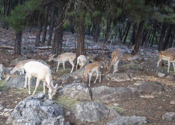 Ποιος είναι ο λόγος της απομάκρυνσης των ελαφιών από την Καστοριά στην Κοζάνη