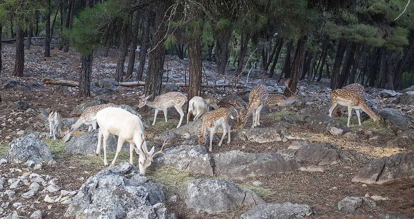 Ποιος είναι ο λόγος της απομάκρυνσης των ελαφιών από την Καστοριά στην Κοζάνη