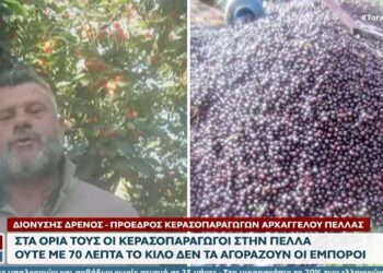 Πέλλα: Πέταξαν πάνω από 15 τόνους κεράσια αξίας 10.000 ευρώ γιατί δεν βρίσκουν αγοραστές