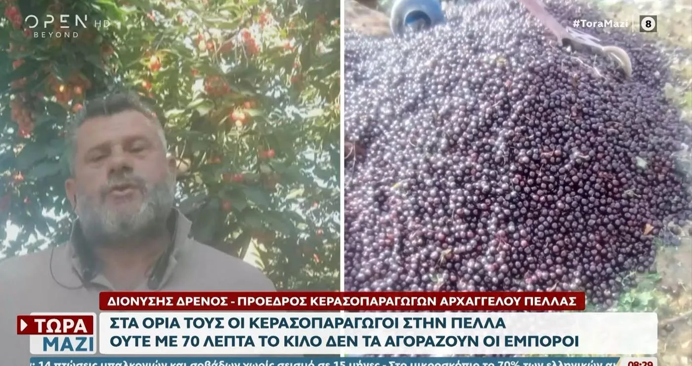 Πέλλα: Πέταξαν πάνω από 15 τόνους κεράσια αξίας 10.000 ευρώ γιατί δεν βρίσκουν αγοραστές