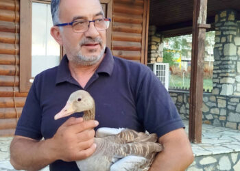 Ένα μικρό θαύμα στις Πρέσπες: Σταχτόχηνα σώθηκε μετά από επίθεση πετρίτη και επέστρεψε στη φύση