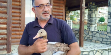 Ένα μικρό θαύμα στις Πρέσπες: Σταχτόχηνα σώθηκε μετά από επίθεση πετρίτη και επέστρεψε στη φύση