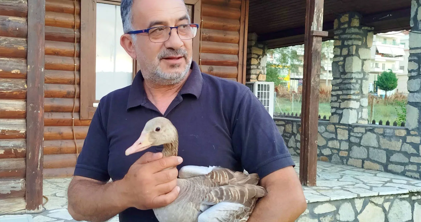 Ένα μικρό θαύμα στις Πρέσπες: Σταχτόχηνα σώθηκε μετά από επίθεση πετρίτη και επέστρεψε στη φύση