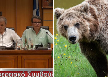 Ζήτημα θανάτωσης αρκούδων τέθηκε στη συνεδρίαση του Περιφερειακού Συμβουλίου