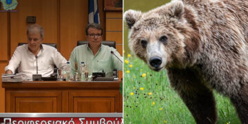 Ζήτημα θανάτωσης αρκούδων τέθηκε στη συνεδρίαση του Περιφερειακού Συμβουλίου